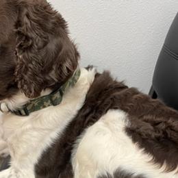 English Springer Spaniels from Prichard Springers