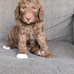 Bruno - Chocolate male Goldendoodle puppy in Prattville, Alabama from Jericho Junction Doodles and Poodles