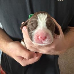 Boy 3 - Liver and white male English Springer Spaniel puppy in Wells, Vermont from Everyday Sunshine Springers
