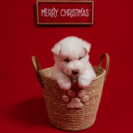 Odin - White male Siberian Husky puppy in Miami, Florida from Blue Moon Huskies