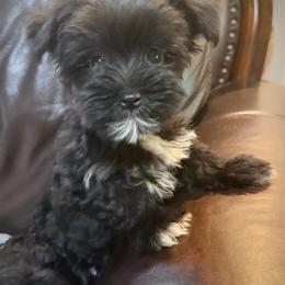 Maggie - Black and white female Companion Cross puppy in Lancaster, South Carolina from 3 Bs Havanese-PUPPIES with  PURPOSE