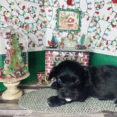 Havana Silk Dog Puppies from Joyful Heart Silks