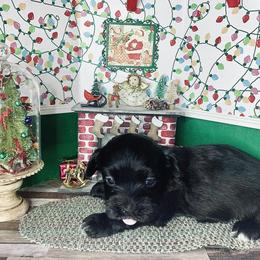 Havana Silk Dog Puppies from Joyful Heart Silks