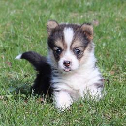 Poppy - Black and tan female Pembroke Welsh Corgi puppy in Stone Creek, Ohio from Highland Meadows