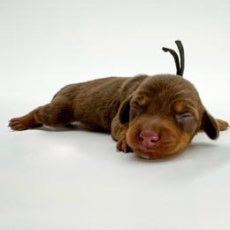 Cupid - Chocolate and tan male Dachshund puppy in Waddell, Arizona from Neu Doxies