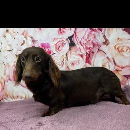 Nora - Dachshund