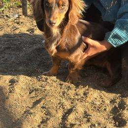 Betty - Dachshund