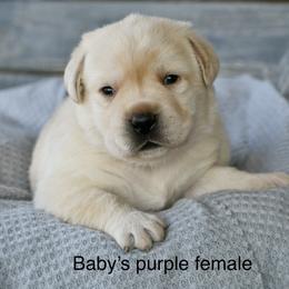 Purple female - Yellow female Labrador Retriever puppy in Mississippi from Sure Shot English Labs
