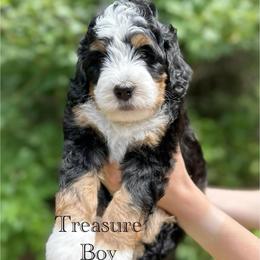 Treasure - Tri-color male Bernedoodle puppy in Waco, Texas from Blessings Pups Doodles