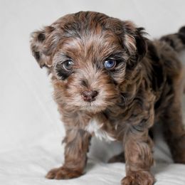 Lucy - Merle female Cockapoo puppy in Ellensburg, Washington from Dawn to Dusk Cockapoos