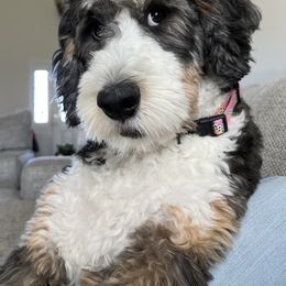 Bernedoodle, Bernese Mountain Dog, and Sheepadoodle All Grown Up from VonDoodles Bernedoodles & Sheepadoodles