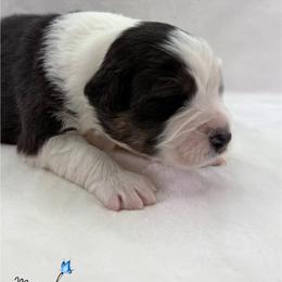 Monarch - Black tri-color male Australian Shepherd puppy in Jonesborough, Tennessee from Lotus Australian Shepherds