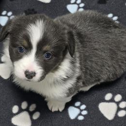 ASPEN-FLUFFY TAIL DOCKED - Blue male Pembroke Welsh Corgi puppy in Walker, Iowa from Double K Corgis