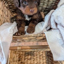 Aussiedoodle Puppies from The Cuddly Dood Ranch