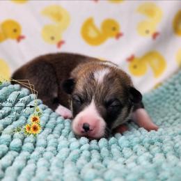 Pattie DM CLEAR - Sable female Pembroke Welsh Corgi puppy in Idaho from Arrowleaf Corgis