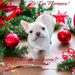 Florence - Cream French Bulldog puppy in Stevensville, Montana from Last Best Frenchies
