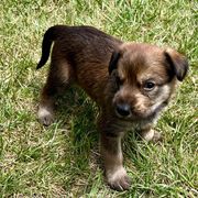 Berger Picard Puppies from Zia Picards Kennel