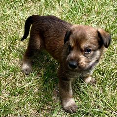Berger Picard Puppies from Zia Picards Kennel