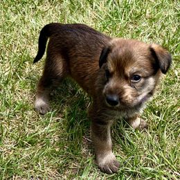 Berger Picard Puppies from Zia Picards Kennel