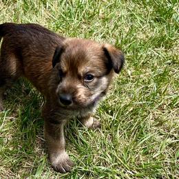 Berger Picard Puppies from Zia Picards Kennel