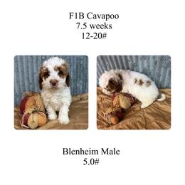 Yellow male - Blenheim male Cavapoo puppy in Clarksville, Iowa from Iowa Heartland Doodles