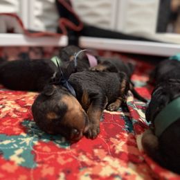Birdie (Navy) - Black and tan female Airedale Terrier puppy in Akron, Ohio from Green Family Companion Kennel, LLC