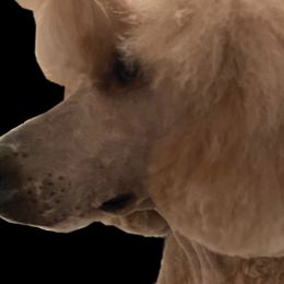 Poodles from Kings Honored Poodles