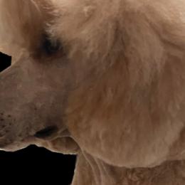 Poodles from Kings Honored Poodles