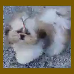 Issa - Shih Tzu