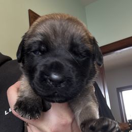 Mastiff puppies from 4Arrows Mastiffs