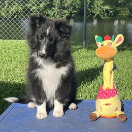 Vader - Black and white male Shetland Sheepdog puppy in Davie, Florida from Enclave