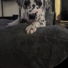 Brown - White and black male Dalmatian puppy in Scarsdale, New York from Jewels and Spots Dalmatians