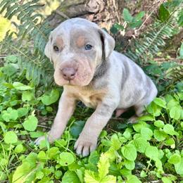 Yeti - Yellow merle male Catahoula Leopard Dog puppy in Washington from Coweeman Catahoulas