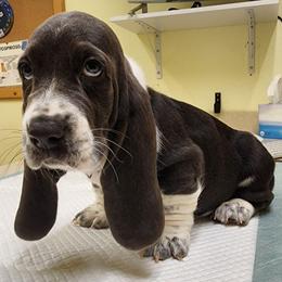 Shadow - Blue and white male Basset Hound puppy in Surprise, Arizona from Howlin Hounds
