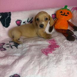 Bentley - Cream male Dachshund puppy in Lake City, Florida from My Ditzy Doxies of Florida