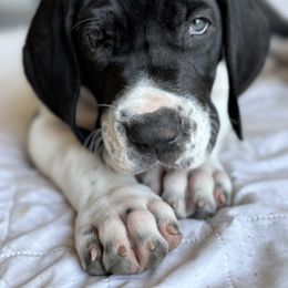 Great Dane Puppies from Blackmon Family Danes