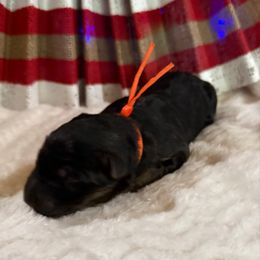 Oliver - Black and red male German Shepherd puppy in Hillsboro, Indiana from Salty Raccoon Ranch German Shepherds