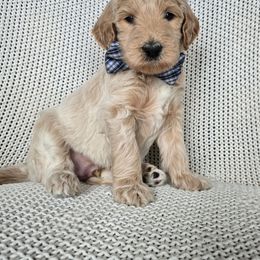 Tripp - Caramel male Labradoodle puppy in Galt, Missouri from Only Doodles!