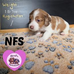 Journey - Dapple female Dachshund puppy in Hoquiam, Washington from Heyd's Mini Dachshunds