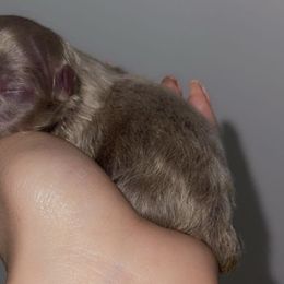 Lemon - Lavender female Pomeranian puppy in Burbank, California from Twins Dream Poms