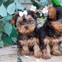 Shih Tzus and Yorkshire Terriers from Cotten's Yorkies & Shih Tzus