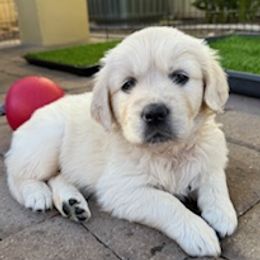Light Blue - Light golden male Golden Retriever puppy in Phoenix, Arizona from Norterra Goldens