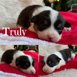 Truly - Black and tan male Pembroke Welsh Corgi puppy in Lake City, Minnesota from Lake Pepin Corgi's