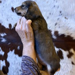 Dachshund Puppies from SchmitZ Dachshunds On The  Concho