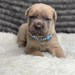 5 - Gray and fawn male Cane Corso puppy in Russellville, Missouri from Soaring Royalty Canines LLC