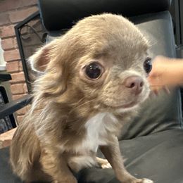 Genevieve - Chihuahua
