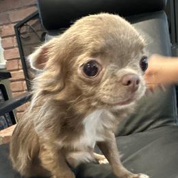 Genevieve - Chihuahua