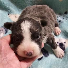 Blue - Blue male Border Collie puppy in Springtown, Texas from CRL Farms