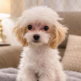 Taffie Most Gracefull - Cream female Maltipoo puppy in Chattanooga, Tennessee from Joy-fur puppies
