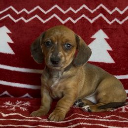 Cranberry - Dapple female Dachshund puppy in Brentwood, California from Dashing Dachshunds RF